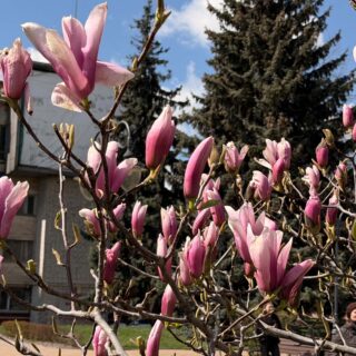 Зацвіли рожеві магнолії.