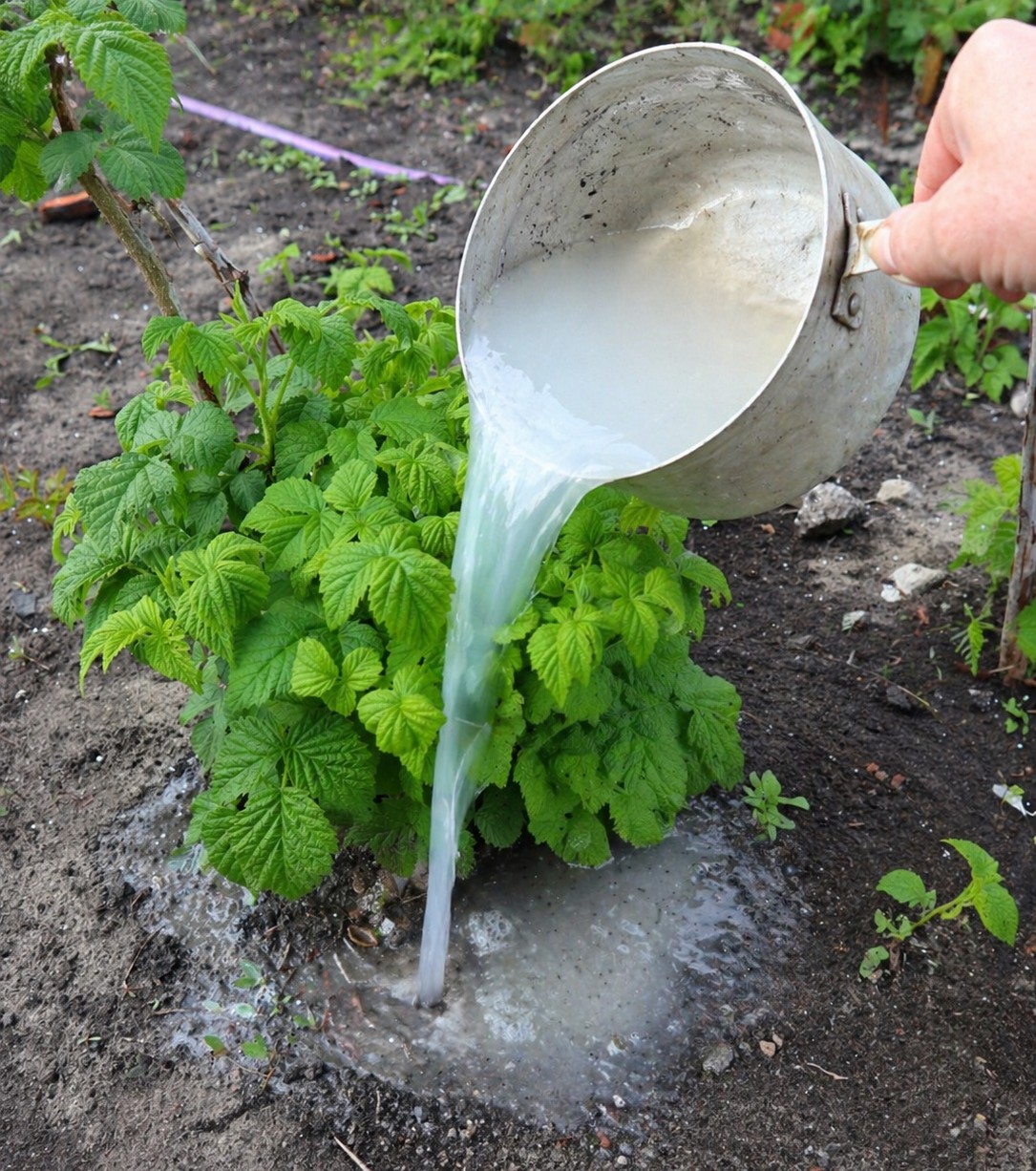 Квітень у саду: Добриво для великих і солодких ягід малини