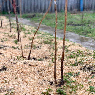 Підживлення малини.