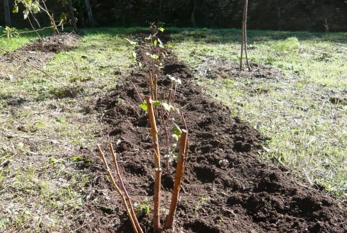 Квітень у саду: Добриво для великих і солодких ягід малини