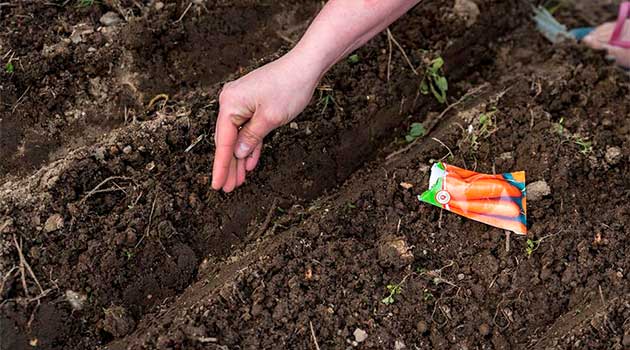 Квітень на городі: Щоб морква порадувала врожаєм