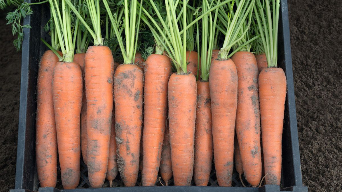 Квітень на городі: Щоб морква порадувала врожаєм