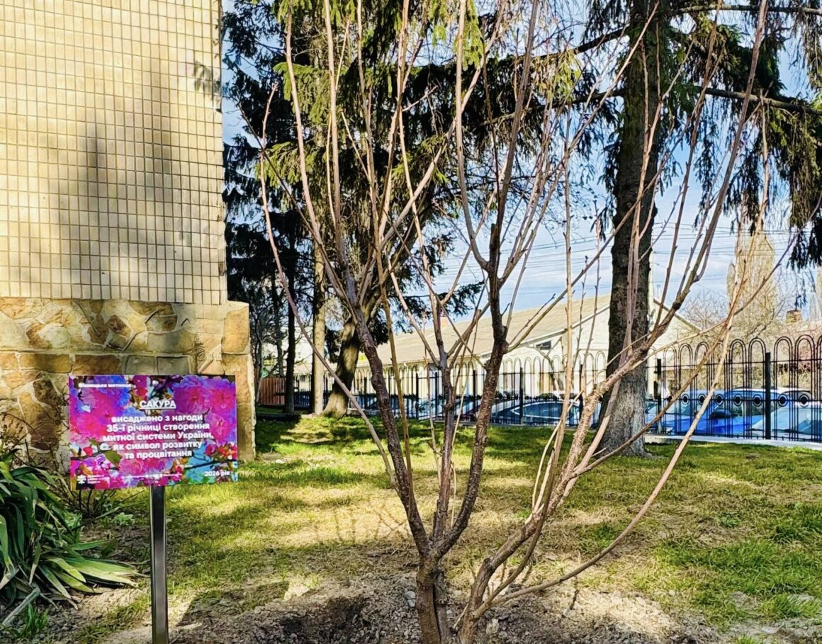 Біля Вінницької митниці висадили сакуру на честь ювілею служби