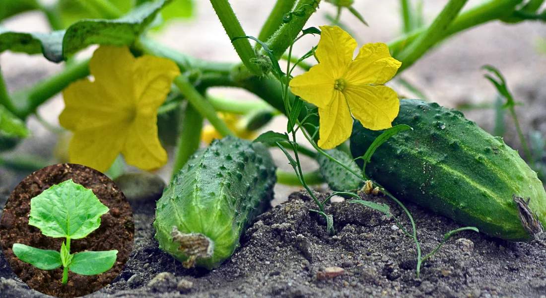 Квітень на городі: Огірки ростимуть як на дріжджах