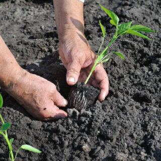 Висаджуємо перець.
