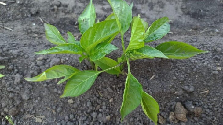 Квітень на городі: Готуємося до висадки перцю