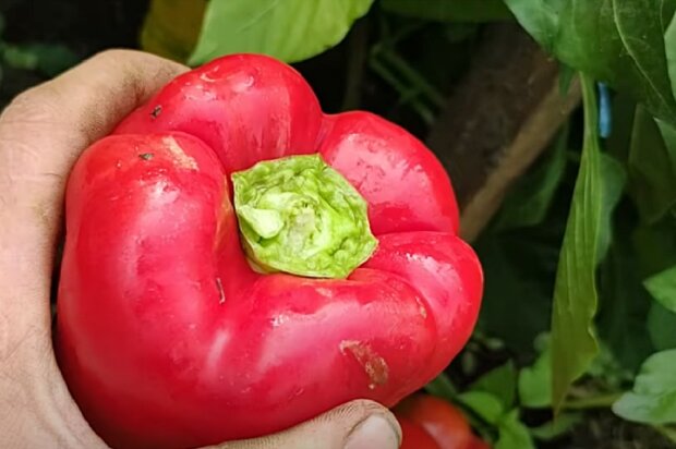 Квітень на городі: Готуємося до висадки перцю