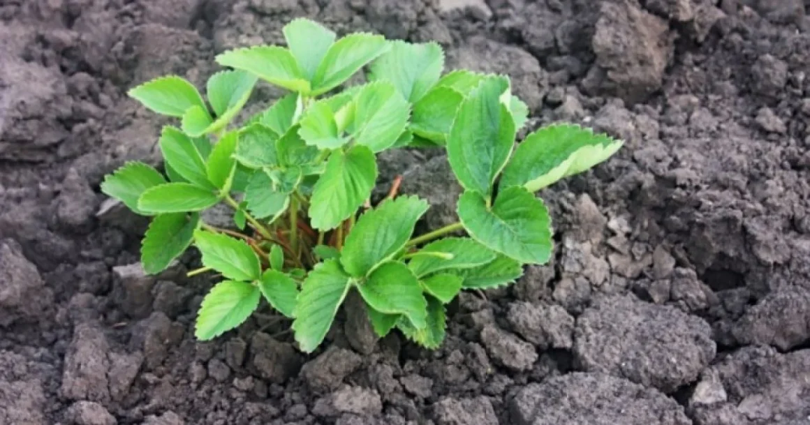 Квітень у саду: Підживлюємо полуницю