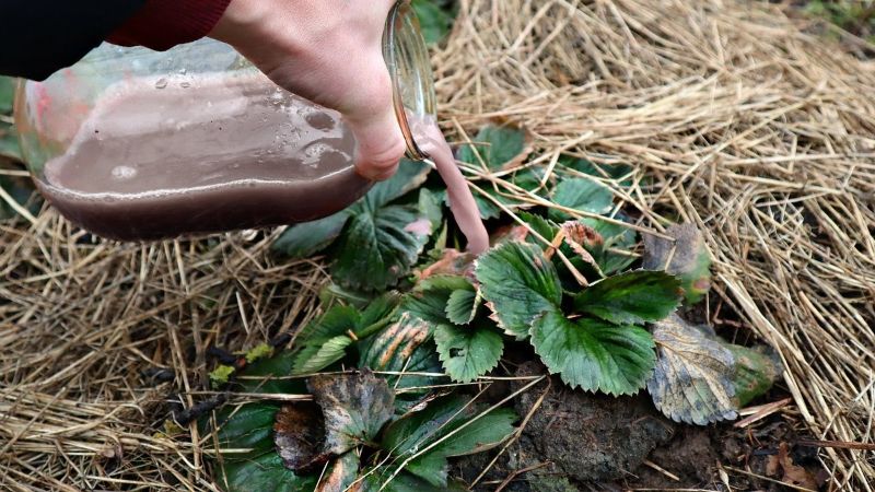 Квітень у саду: Підживлюємо полуницю