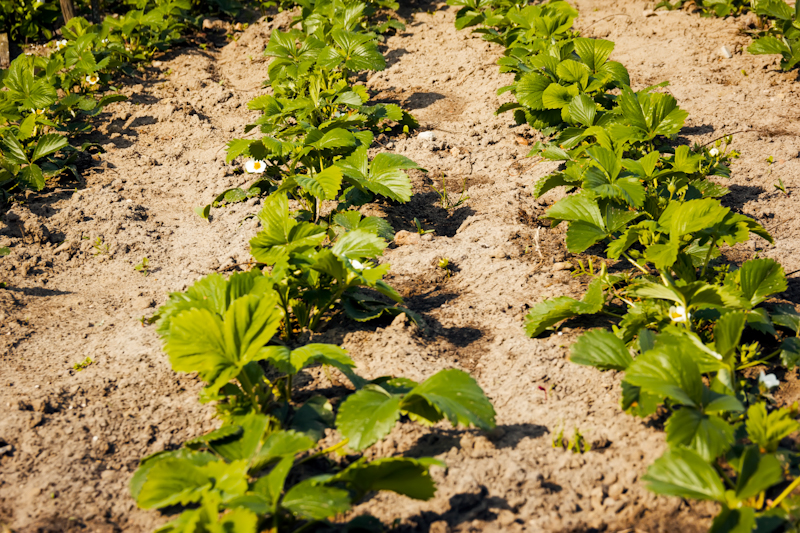 Квітень у саду: Підживлюємо полуницю