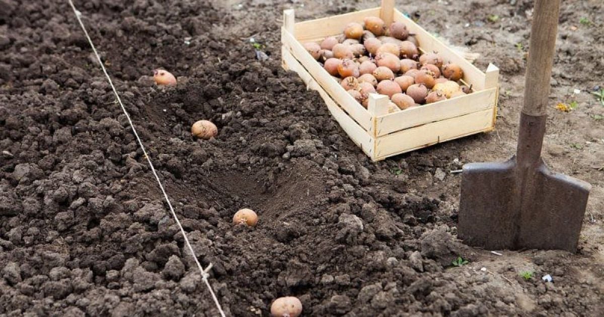 Квітень на городі: Садимо картоплю традиційними методами