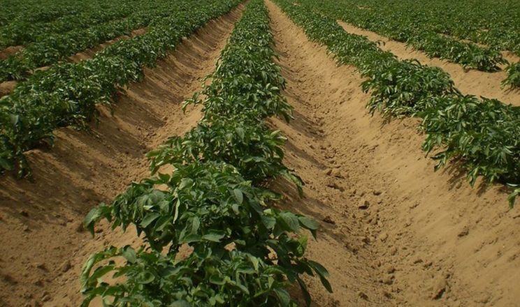 Квітень на городі: Садимо картоплю традиційними методами