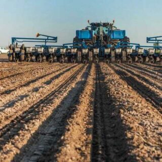 Ярі зернові та зернобобові.