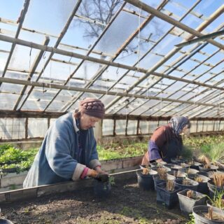 Тепличне господарство.