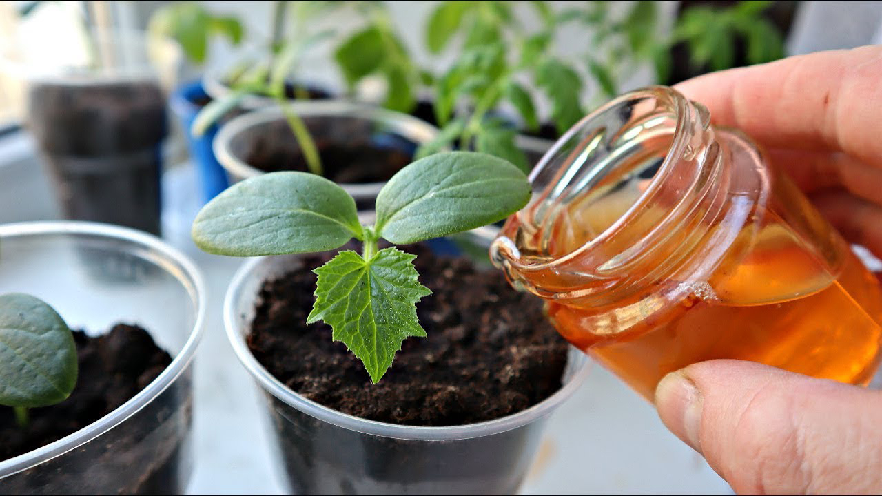 Квітень на городі: Розчин для розсади, який зміцнить її перед висадкою в ґрунт