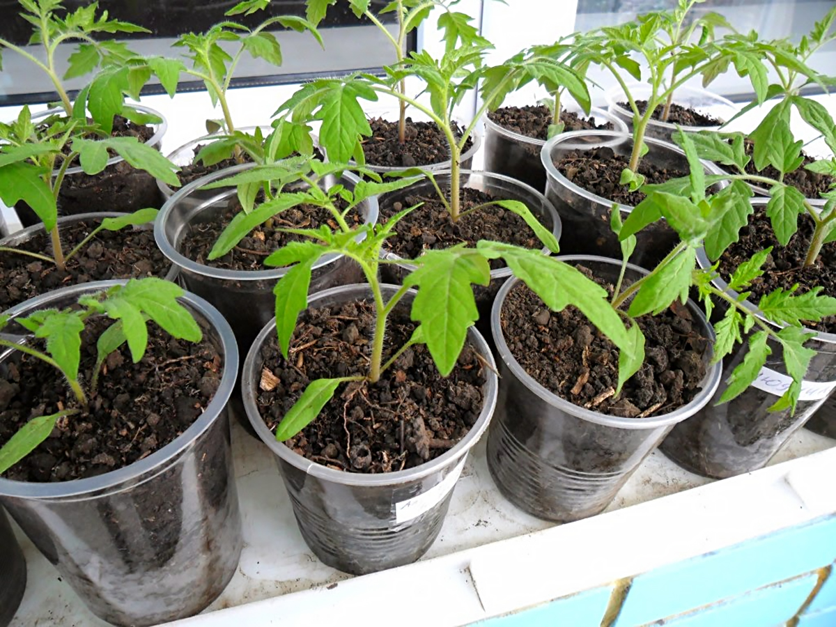 Квітень на городі: Чим підгодувати розсаду для швидкого росту