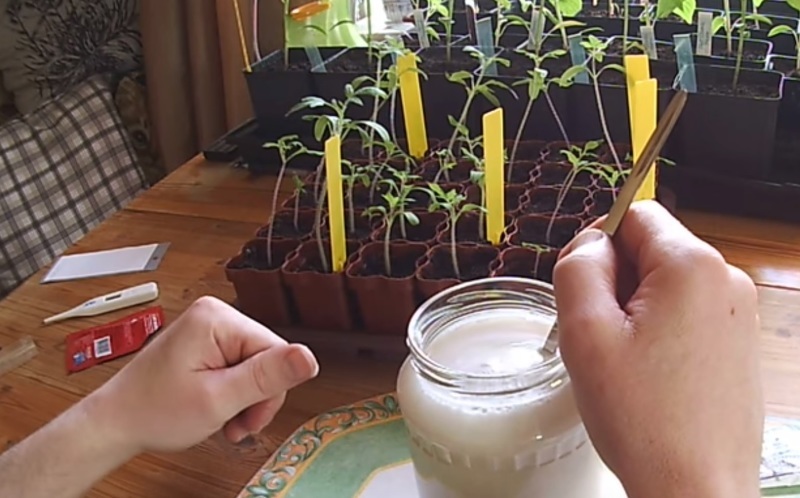 Квітень на городі: Розчин для розсади, який зміцнить її перед висадкою в ґрунт