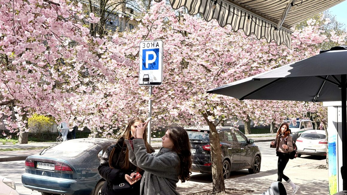 Весна у розквіті: у Вінниці на вулиці Порика зацвіли сакури