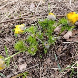 Цівте сон-трава.