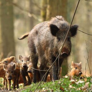 Дикі свині.