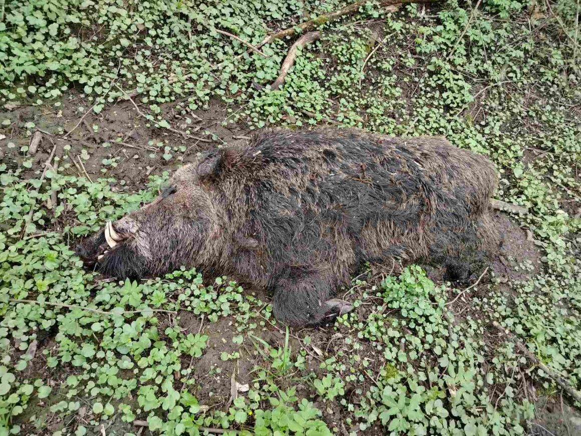 Виявили спалах АЧС у диких кабанів на Вінниччині