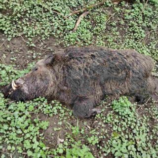 АЧС у диких свиней.