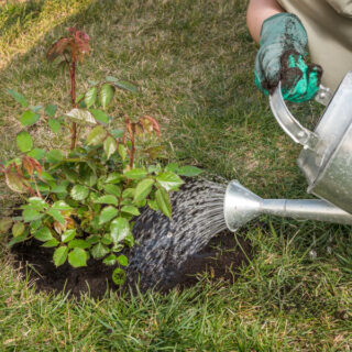 Поливають троянди