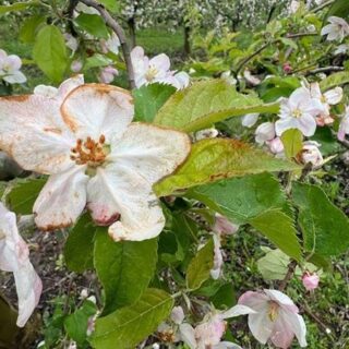 Заморозки в саду.