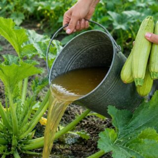 Підживлення для кабачків.
