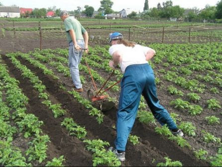 Травень на городі: Для чого підгортають картоплю, коли це потрібно