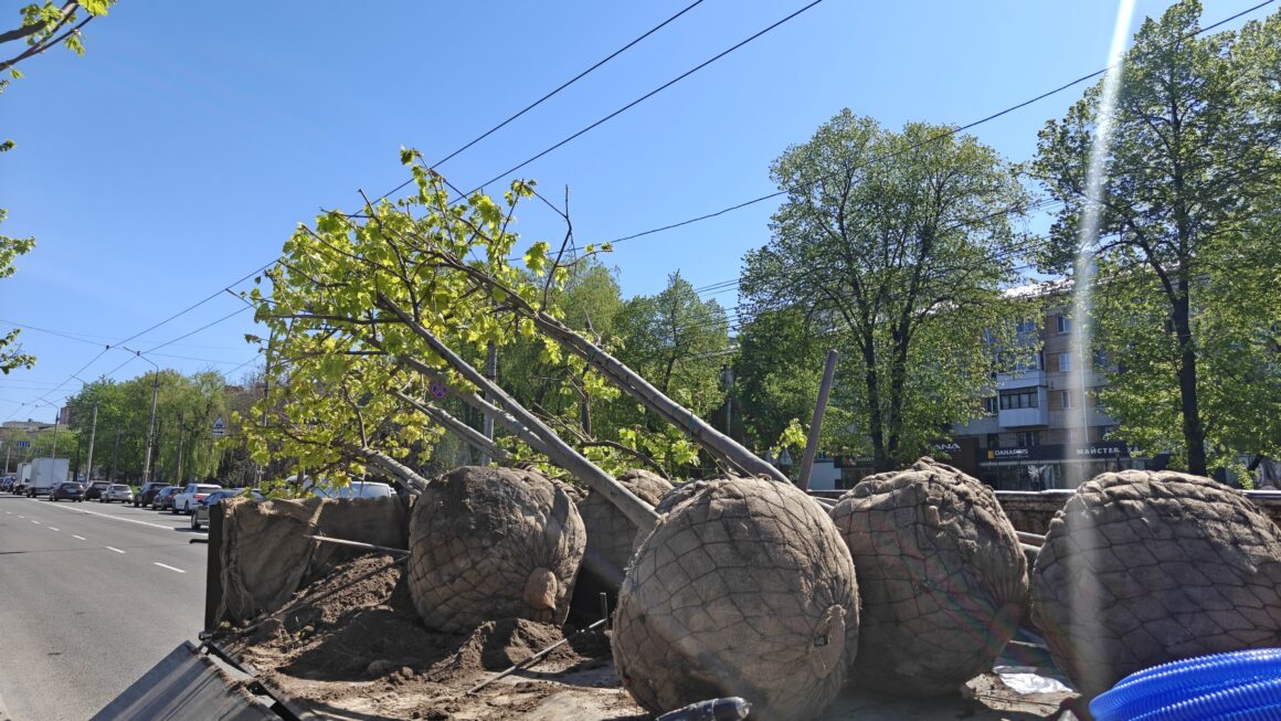 У Вінниці висадили близько 250 саджанців