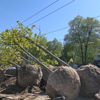 Висаджують дерева.