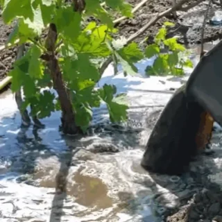 Підживлення винограду.