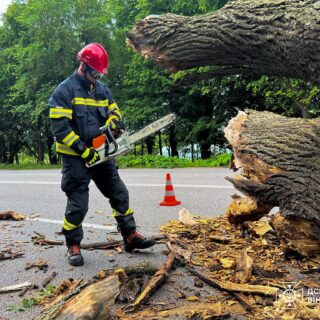 Вітер валив дерева.