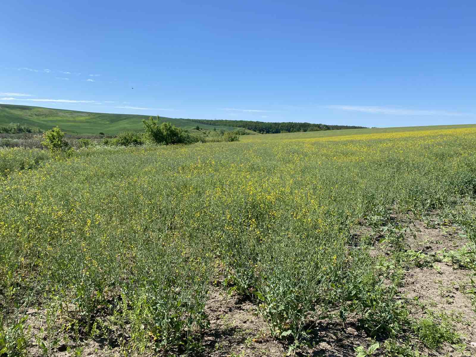 На Вінниччині розорали та засіяли ділянки прибережних захисних смуг