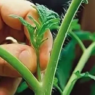 Пасинкування.