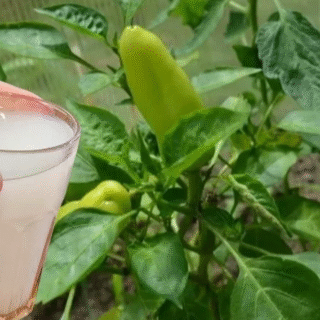 Підживлення для перцю.