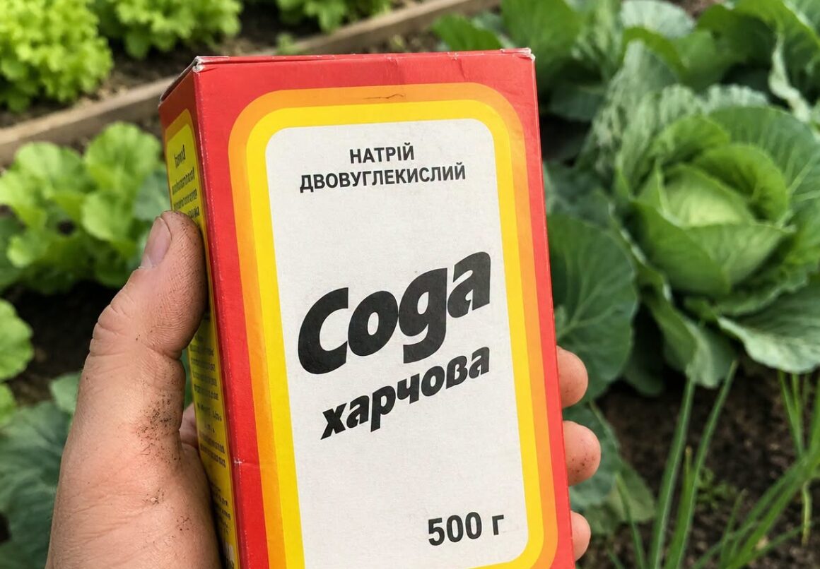 Червень на городі: Сода від грибкових захворювань рослин