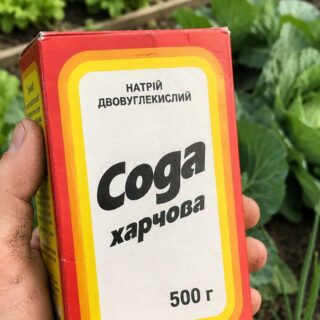 Сода допоможе на городі.