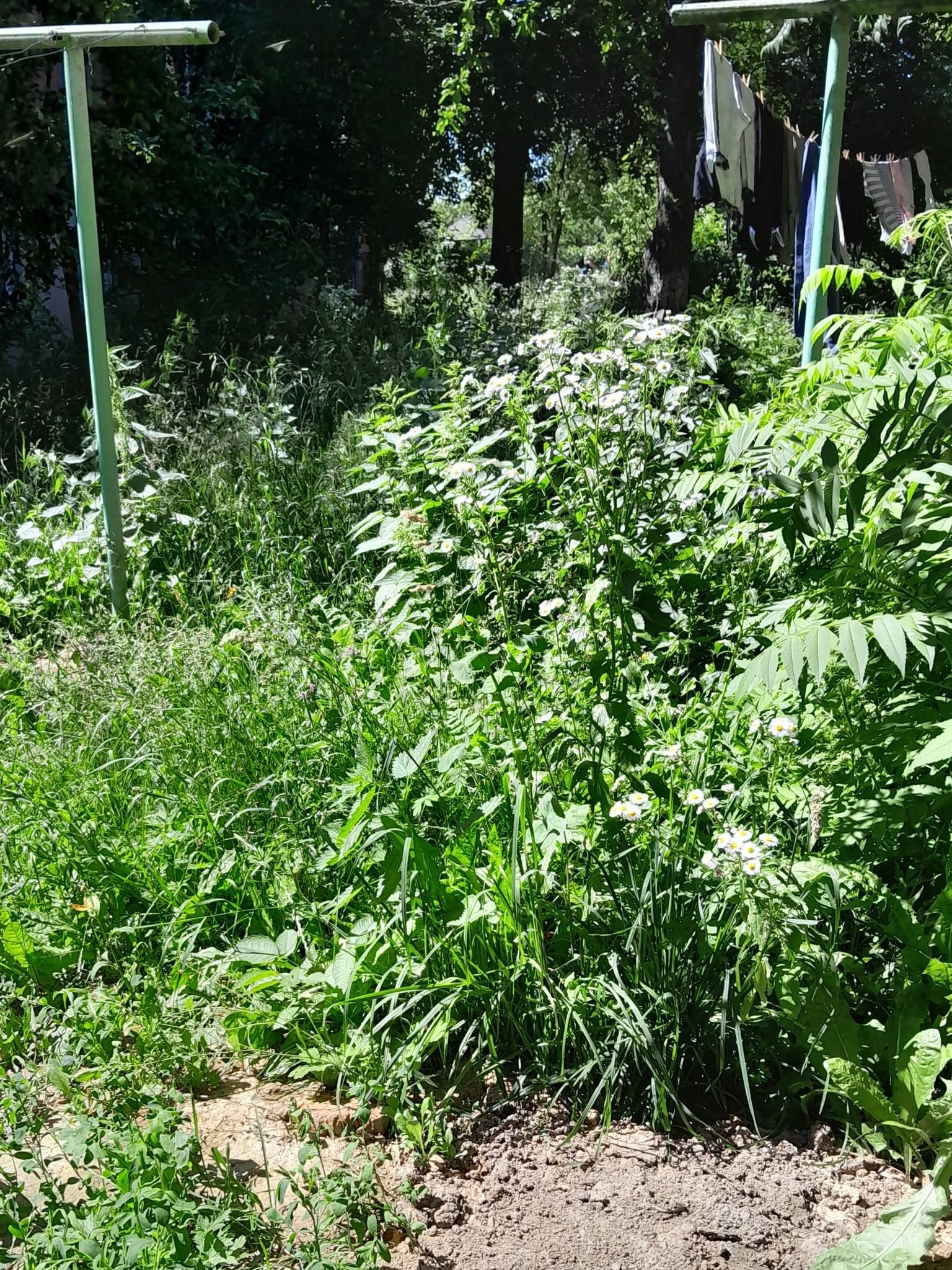 Вінничани обурилися нескошеними бур’янами у дворі