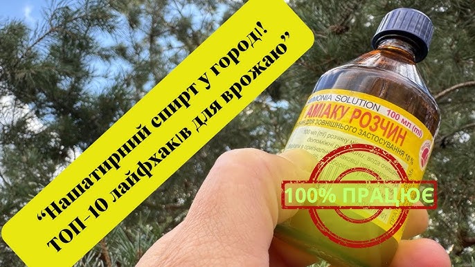 Липень на городі: Застосування аміаку, щоб позбутися більшості шкідників
