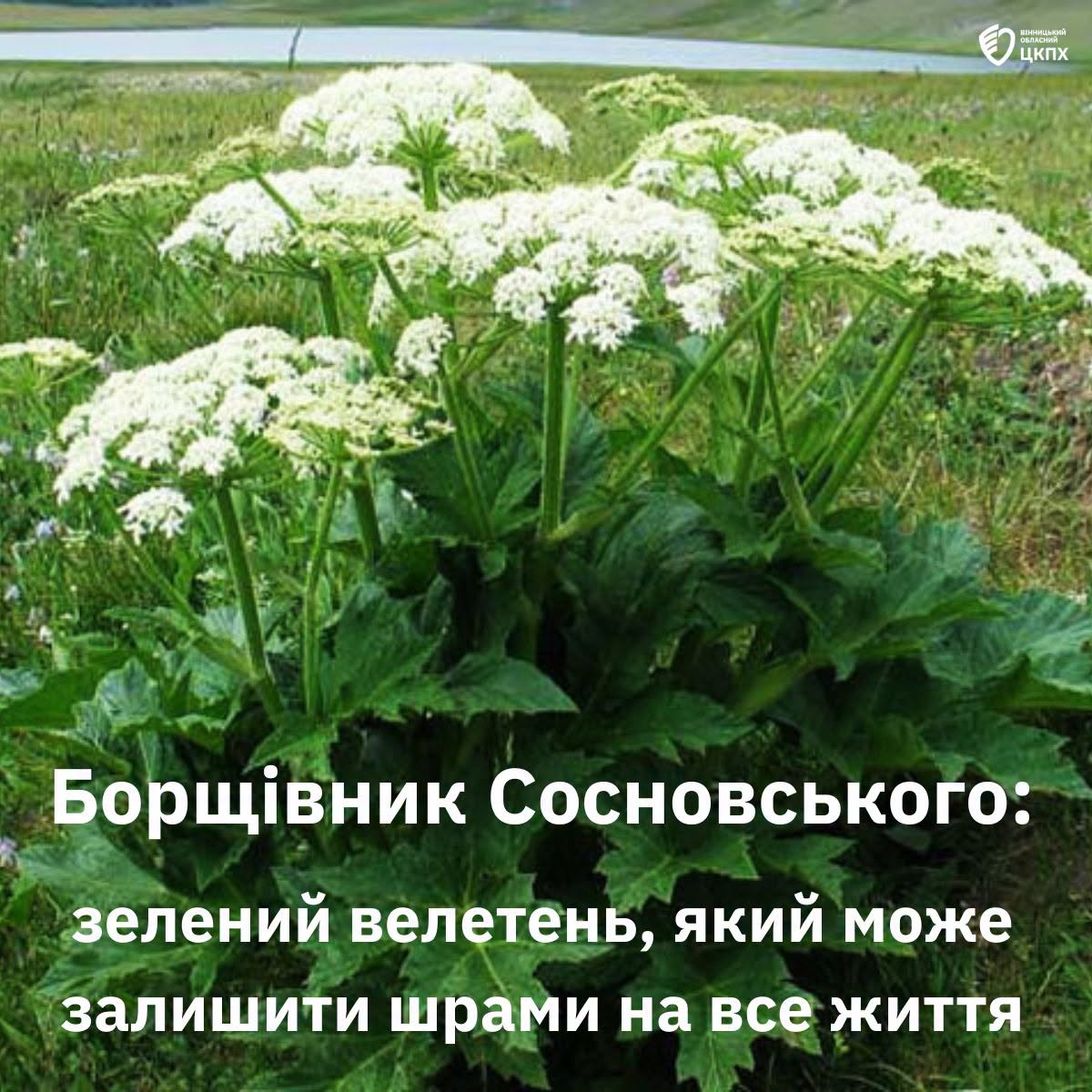 Вінничан попередили, що не варто навіть торкатися до борщівника