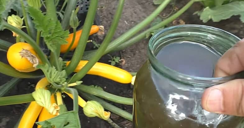 Липень на городі: Пік «кабачкового сезону»