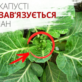 Капуста.
