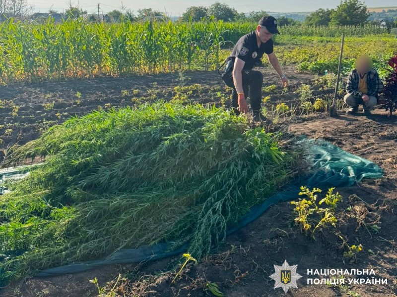 Чоловік на Вінниччині вирощував коноплю на власному городі