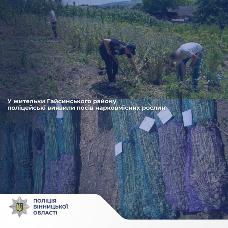 У Чечельницькій громаді у жінки на городі виявили 800 рослин маку