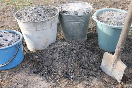 Липень на городі: Який порошок розсипають під коріння томатів