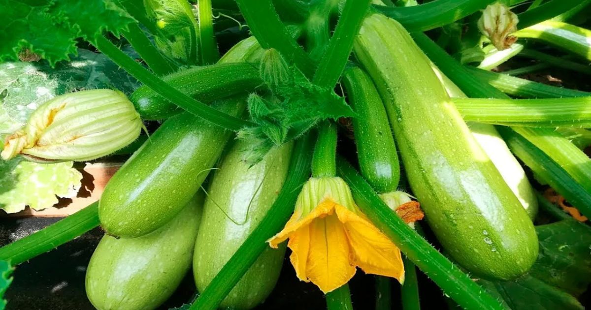 Серпень на городі: Як продовжити плодоношення кабачків