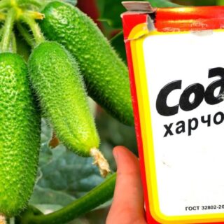 Огірки.
