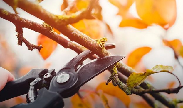 Вересень в саду: Які рослини треба неодмінно обрізати до початку холодів